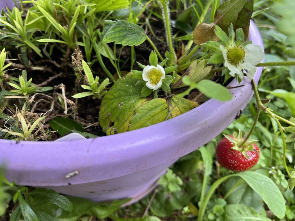 Pot de fraisier 